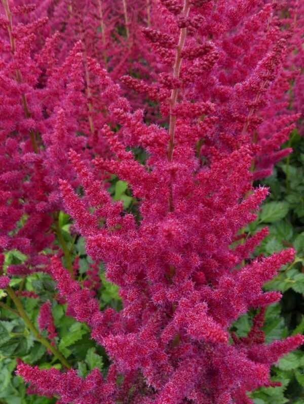 Astilbe-Hot-Pearls