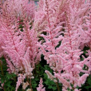 Astilbe-Mighty-Pip-kiinanjaloangervo