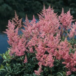 Astilbe-Rheinland