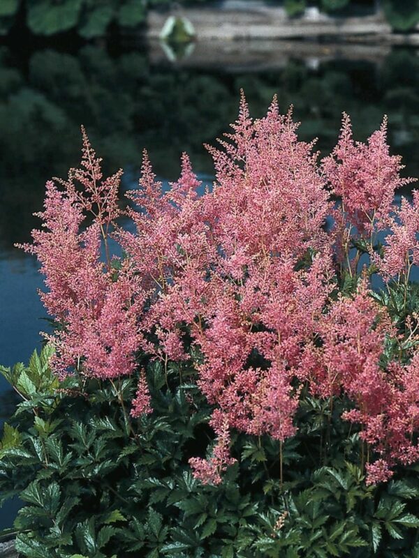 Astilbe-Rheinland