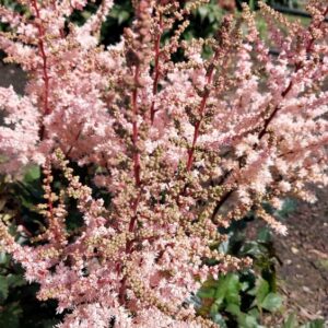 Astilbe-Spotlight-jaloangervo