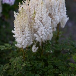 Astilbe-You-and-Me-Forever-2