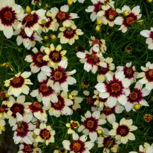 Coreopsis-Red-Hot-Vanilla-syyskaunosilma