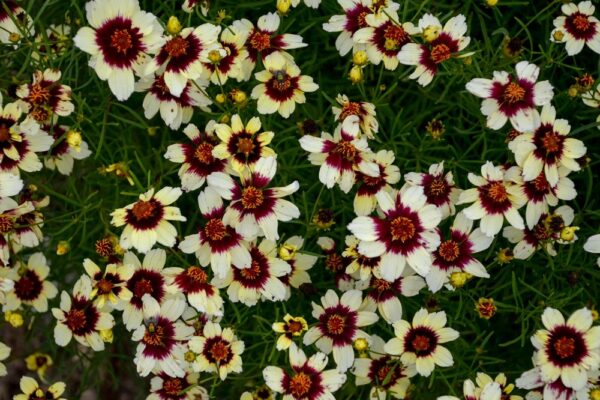 Coreopsis-Red-Hot-Vanilla-syyskaunosilma