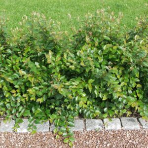 Cotoneaster-lucidus-kiiltotuhkapensas-3