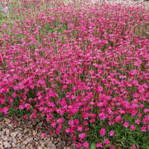 Dianthus-deltoides-Brilliant-15-7-04-JU