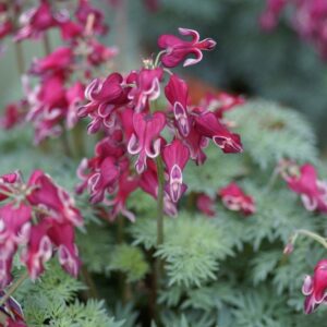 Dicentra-Burning-Hearts-pikkusydan