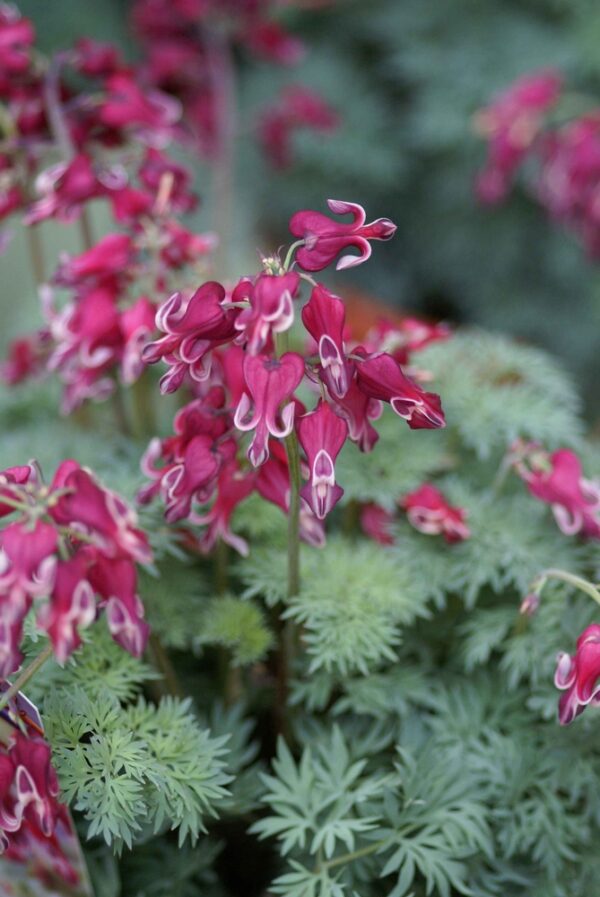 Dicentra-Burning-Hearts-pikkusydan