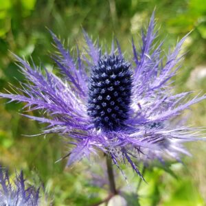 Eryngium-alpinum-alppipiikkiputki