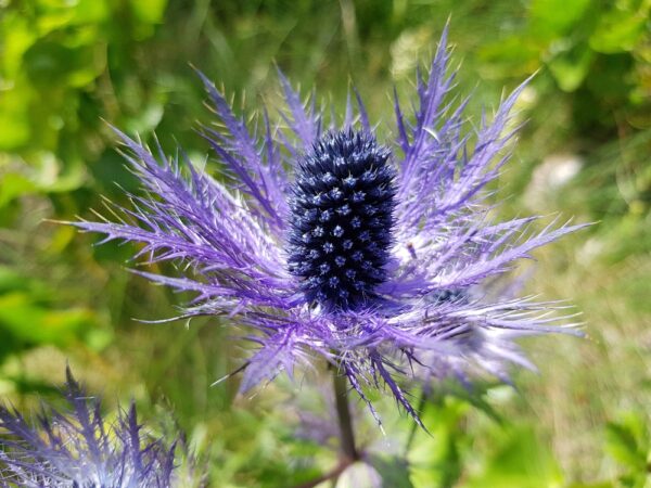 Eryngium-alpinum-alppipiikkiputki