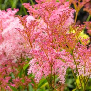 Filipendula-Venusta-preeriamesiangervo