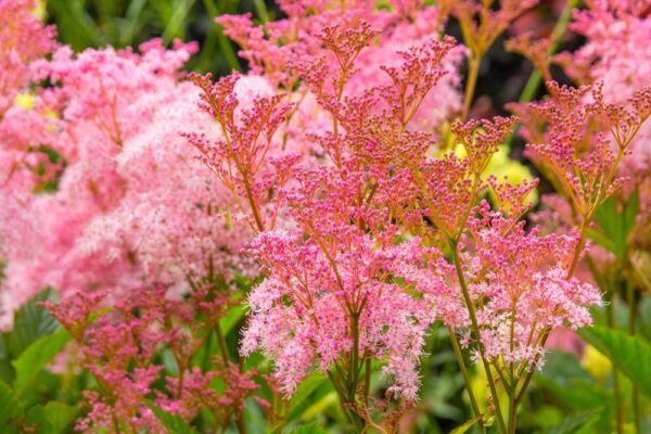 Filipendula-Venusta-preeriamesiangervo