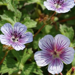 Geranium-Crystal-Lake