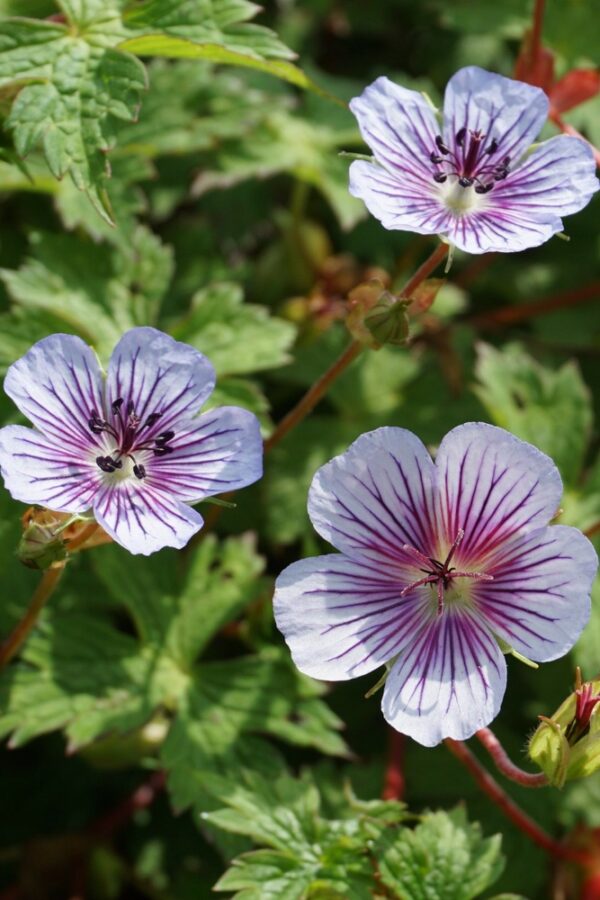 Geranium-Crystal-Lake