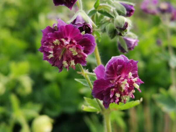 Geranium-Joseph-Green-tummakurjenpolvi