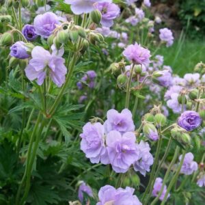 Geranium-pratense-Cloud-Nine-kylakurjenpolvi