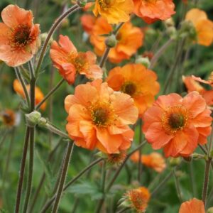 Geum-Totally-Tangerine-tarhakellukka