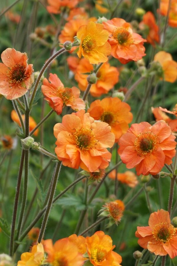 Geum-Totally-Tangerine-tarhakellukka