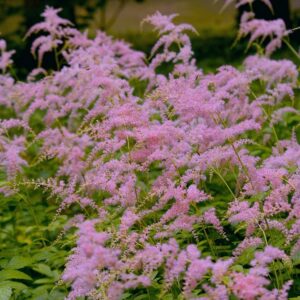 Harsojaloangervo-Astilbe-Straussenfeder