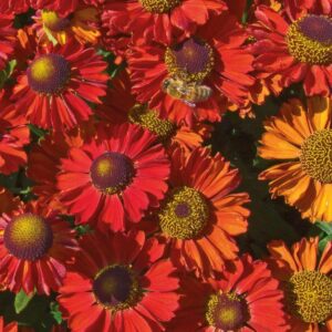 Helenium-Ruby-Charm-hohdekukka