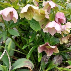 Helleborus-Orientalis