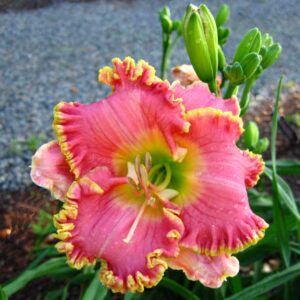 Hemerocallis-Divas-Choice