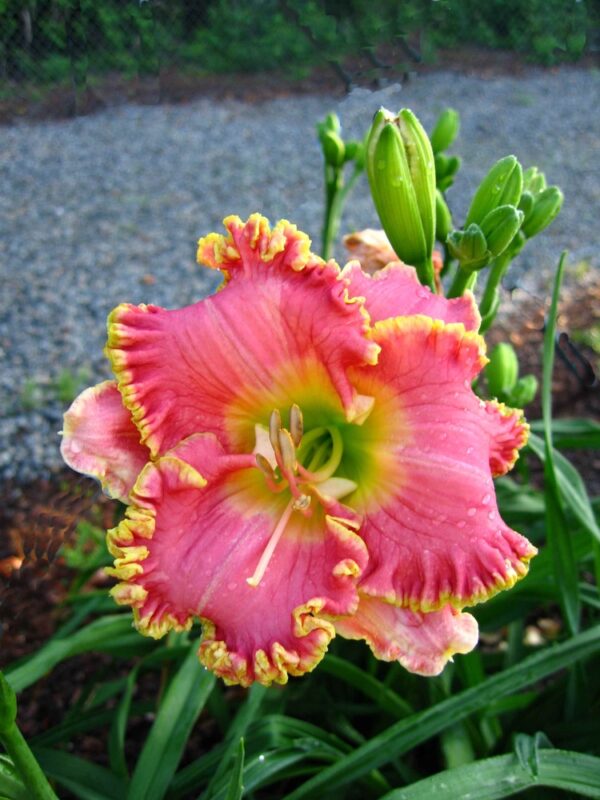 Hemerocallis-Divas-Choice