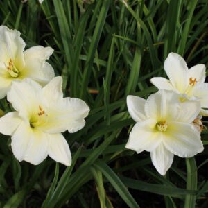 Hemerocallis-Joan-Senior-paivanlilja