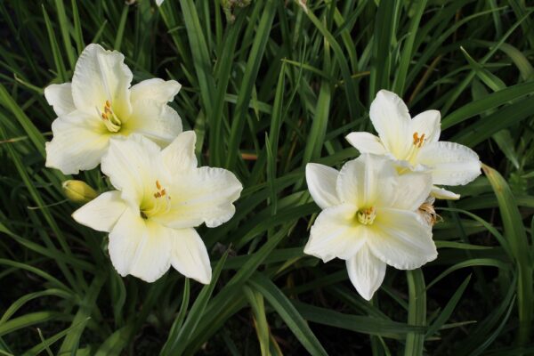 Hemerocallis-Joan-Senior-paivanlilja