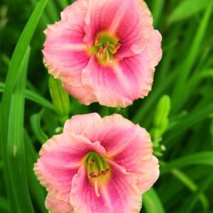 Hemerocallis-Little-Anne-Rosa