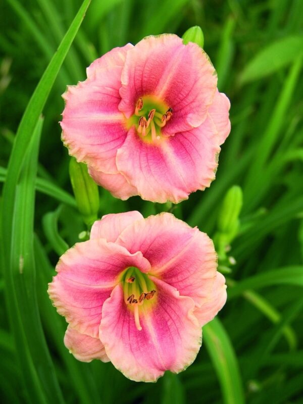 Hemerocallis-Little-Anne-Rosa