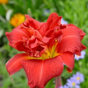 Hemerocallis-Moses-Fire