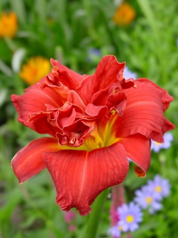 Hemerocallis-Moses-Fire