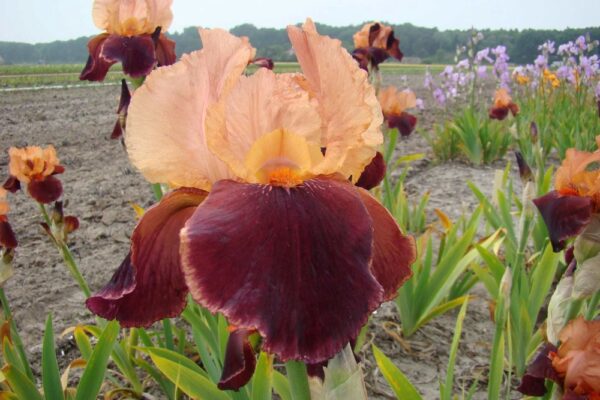 Iris-Cimarron-Strip-kurjenmiekka