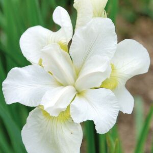 Iris-Gulls-Wing-kurjenmiekka