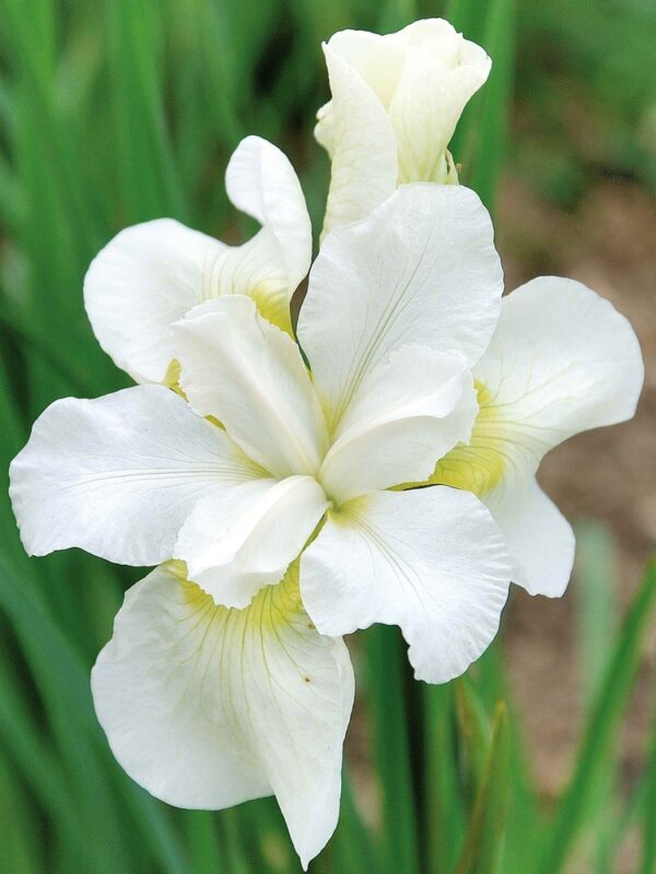 Iris-Gulls-Wing-kurjenmiekka