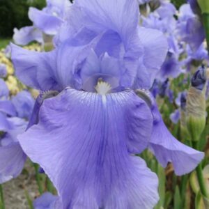 Iris-Harbor-Blue-kurjenmiekka