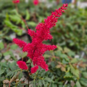 Jaloangervo-astilbe-fanal