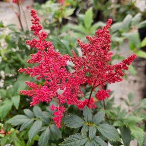 Jaloangervo-astilbe-montgomery