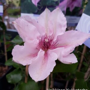 Karho-clematis-pink-fantasy