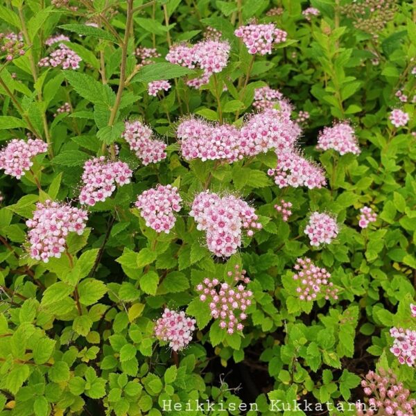 Keijuangervo-3spiraea-little-princess