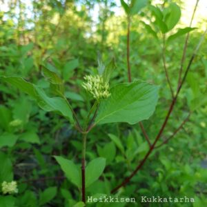 Korallikanukka-3-cornus-alba-sibirica