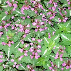 Lamium-maculatum-hopeataplapeippi