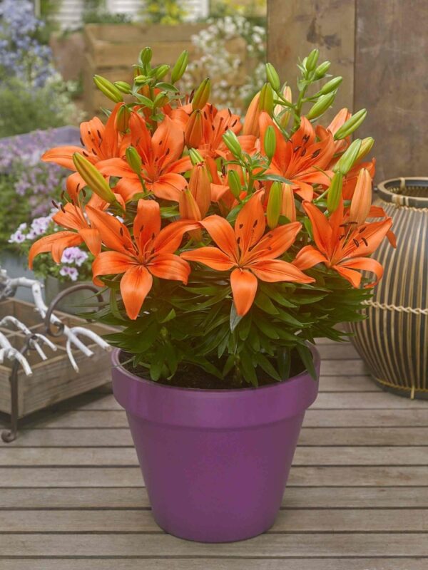 Lilium-FantAsiatic-Orange-lilja