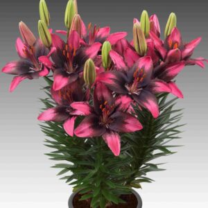 Lilium-FantAsiatic-Serious-Hotspot-lilja