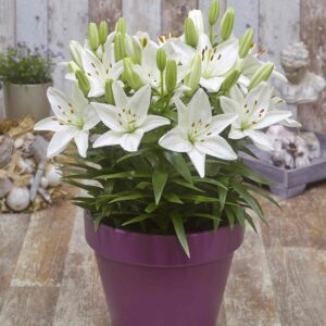 Lilium-FantAsiatic-White-lilja