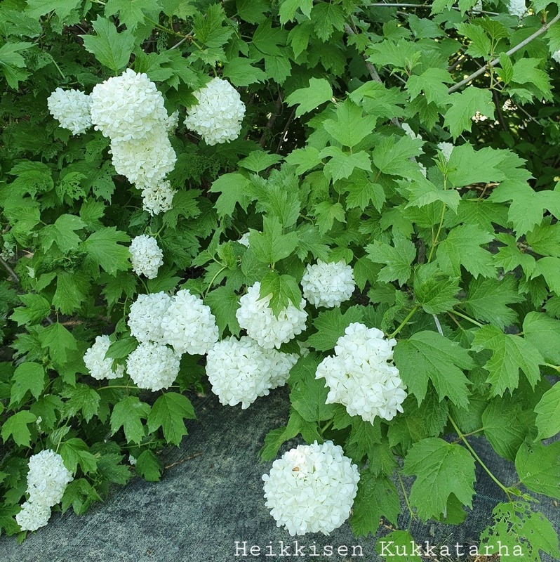 Lumipalloheisi Viburnum Opulus Pohjanneito Heikkisen Kukkatarha