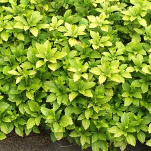 Pachysandra-terminalis-varjoyrtti