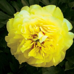 Paeonia-Bartzella-itoh-pioni