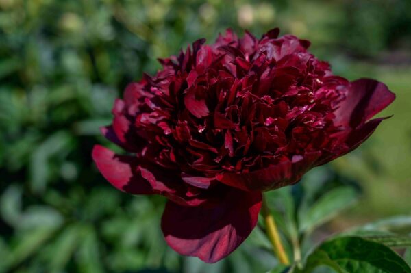 Paeonia-Black-Beauty-kiinanpioni